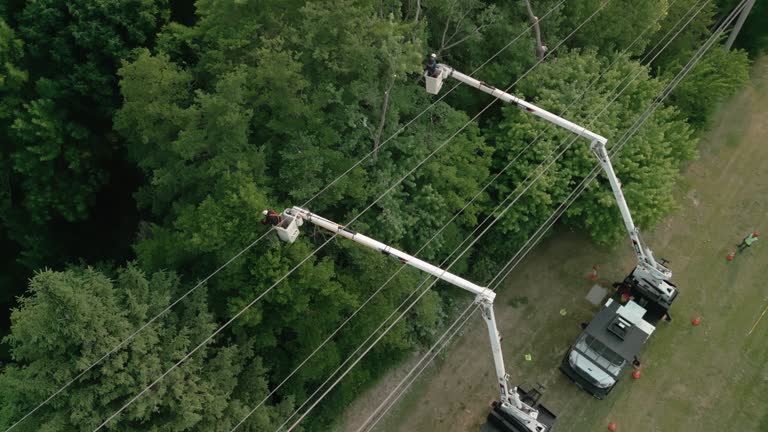 Las Lomas, CA Tree Removal and Landscaping Services Company